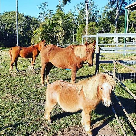 Cabin Country Retreat Paskins Farm Palmwoods Exteriör bild