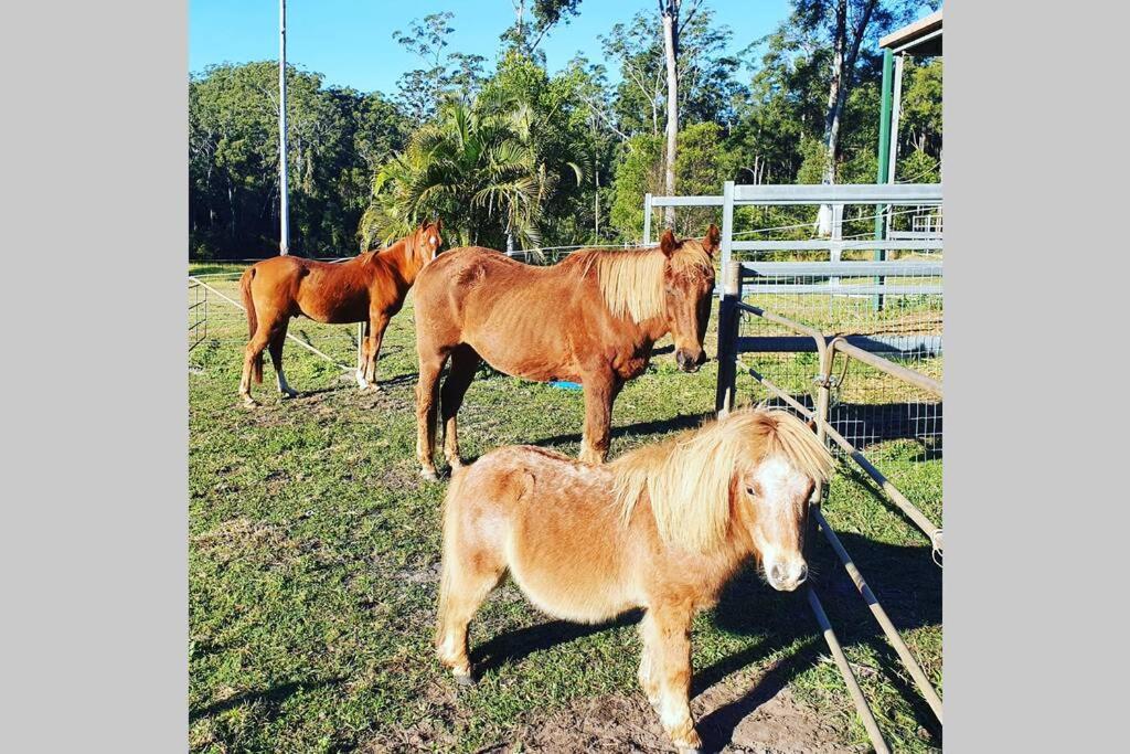 Cabin Country Retreat Paskins Farm Palmwoods Exteriör bild